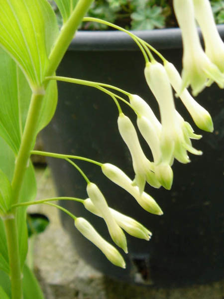 Polygonatum multiflorum en fleurs dans un sous-bois frais et ombragé